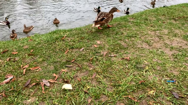 河鸭视频素材