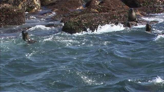 海豹在多岩石的海岸跳入波涛汹涌的水中。视频素材