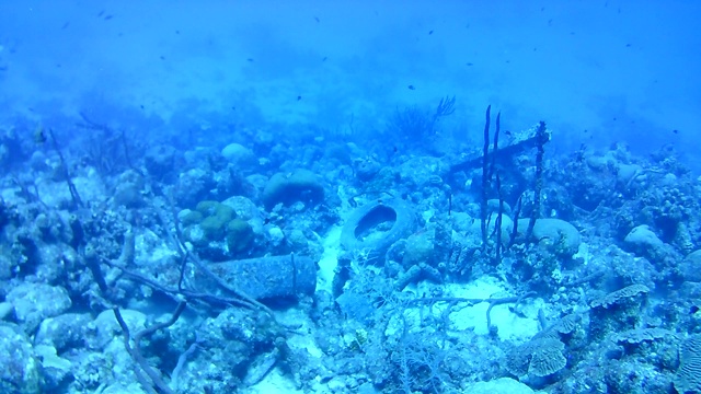 珊瑚生命加勒比海博内尔岛水下潜水潜水员录像视频素材