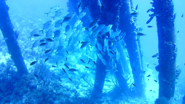 珊瑚生命加勒比海博内尔岛水下潜水潜水员录像视频素材