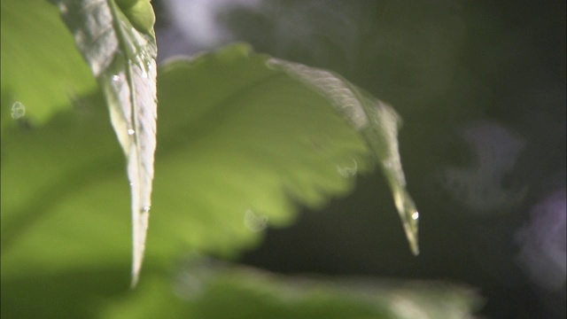 暴雨时水从树叶上滴下来。视频素材