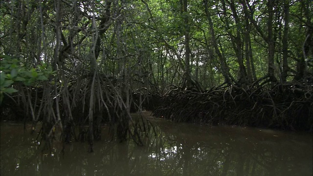 沼泽地岸边生长着红树林。视频素材