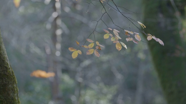 山毛榉叶子落在森林地面上视频素材