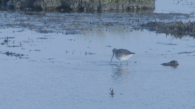 黑尾塍鹬(Limosa Limosa)觅食，浅水，泥滩视频素材