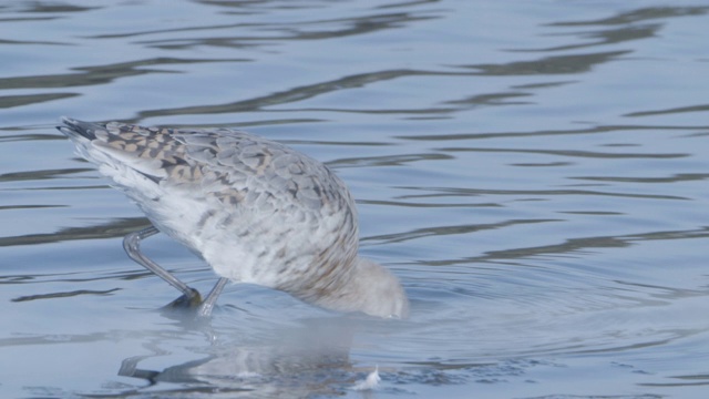 黑尾塍鹬(Limosa Limosa)觅食，浅水，泥滩视频素材