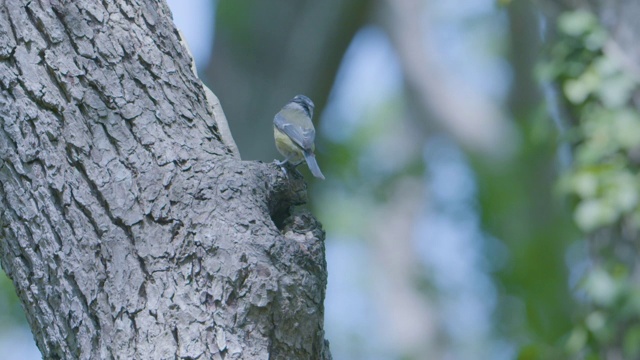 蓝山雀(Cyanistes caeruleus)从树干的巢中出现视频素材