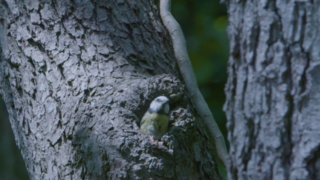 蓝山雀(Cyanistes caeruleus)从树干的巢中出现视频素材