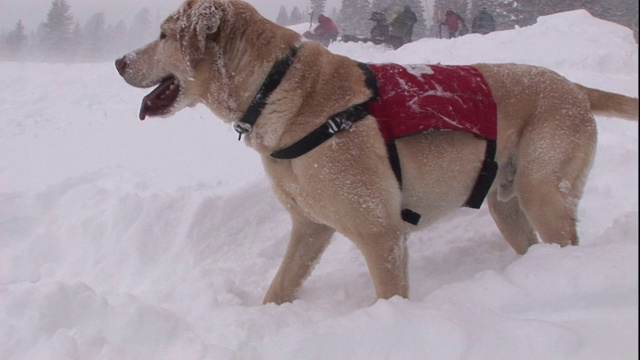 一只搜救犬在一片雪堆里搜寻。视频素材