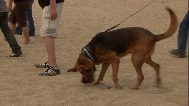 平民和警察带着警犬在海滩上寻找迷失在沙滩上的东西。视频素材