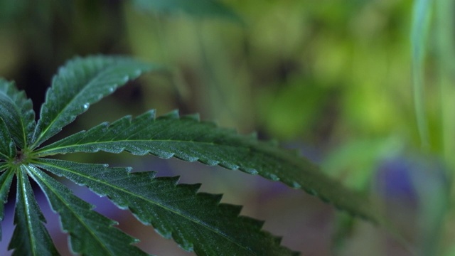 盛开的雌大麻芽在风中生长，背景是浅色的。宏视频素材