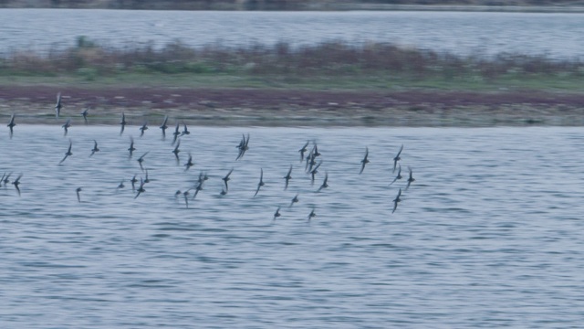 一群黑尾godwits (Limosa Limosa)在水面上低飞。新森林海岸视频素材