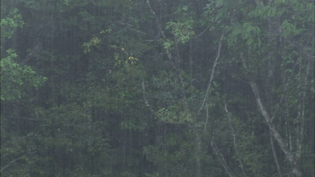 大雨落在丛林上。视频素材