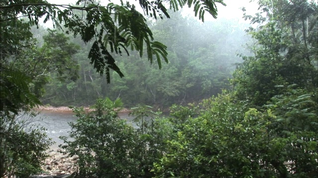 雨落在丛林和河流上。视频素材