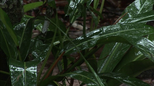 雨落在丛林里宽阔的绿叶上。视频素材