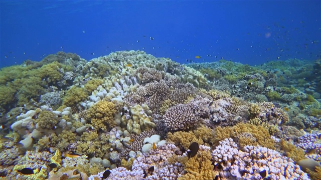 美丽的珊瑚礁上的海洋生物和许多热带鱼在红海-马萨阿拉姆视频素材