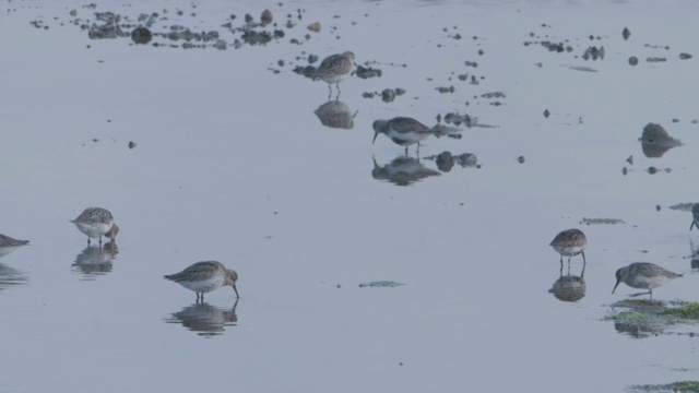 黑尾godwits (Limosa Limosa)在潮滩上觅食。视频素材