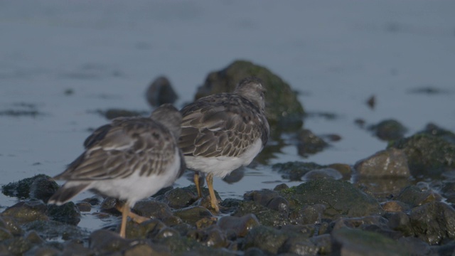 岩石海岸线上的Turnstone (Arenaria解说)。视频素材