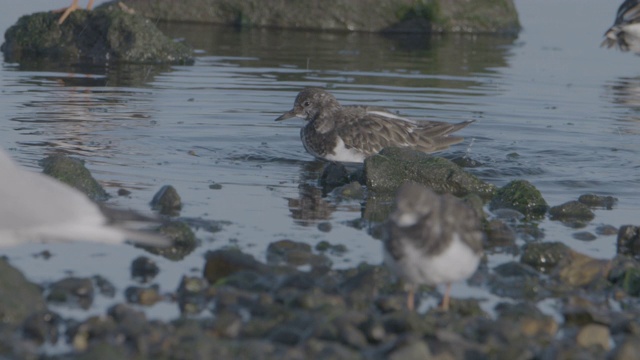 Turnstone (Arenaria翻译)洗涤。视频素材