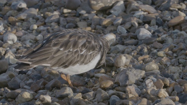 Turnstone (Arenaria解释)在鹅卵石中搜索。视频素材