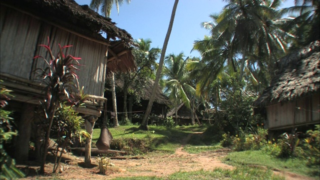 棕榈树环绕着茅草屋顶的小屋。视频素材