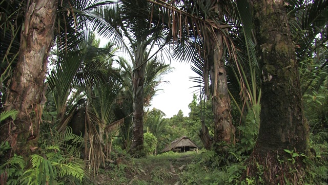 丛林围绕着一间茅草屋顶的小屋。视频素材