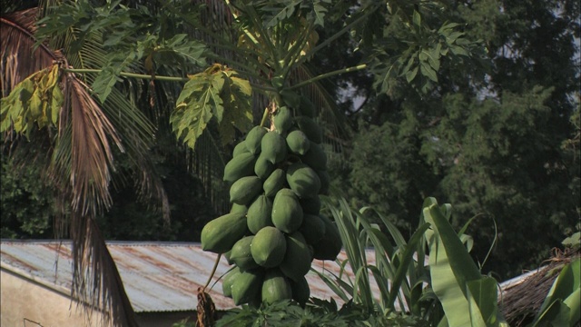 郁郁葱葱的植物和巨大的果实围绕在村庄的小屋周围。视频素材