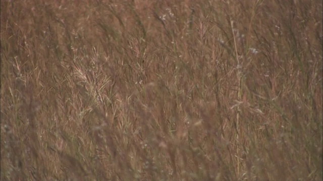 干草在田野里起伏。视频素材