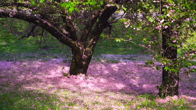 5月4日，在美国纽约中央公园的樱花树下，无数花瓣飘落，覆盖草坪。视频素材