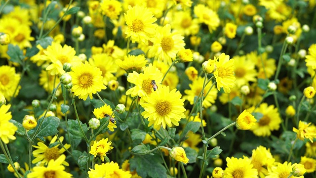 菊花黄花田和蜜蜂视频素材