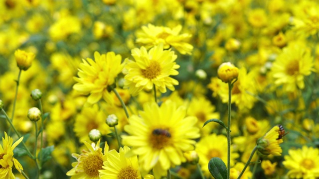 近菊黄花花粉和蜜蜂，菊花花田视频下载