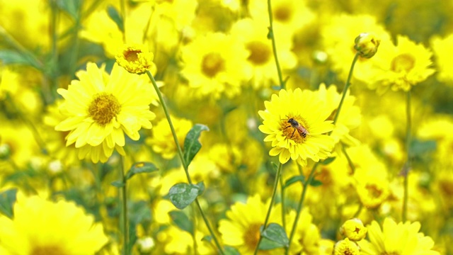 近菊黄花花粉和蜜蜂，菊花花田视频下载