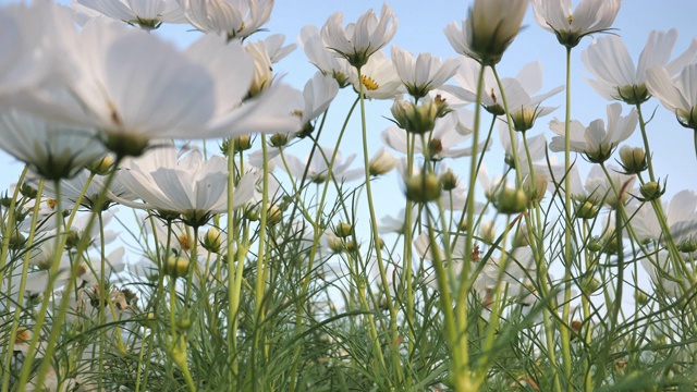 近距离观察花园中白色的宇宙花视频素材