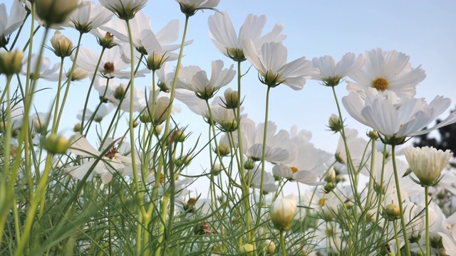 近距离观察花园中白色的宇宙花视频素材