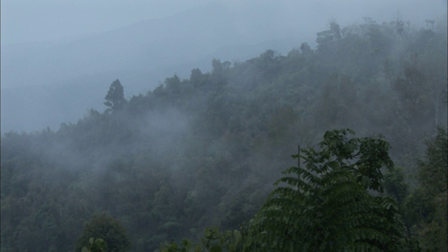 浓雾笼罩着茂密的森林。视频素材