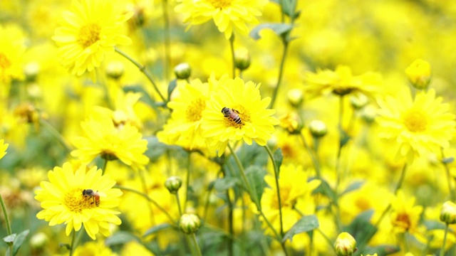 近菊黄花花粉和蜜蜂，菊花花田视频下载