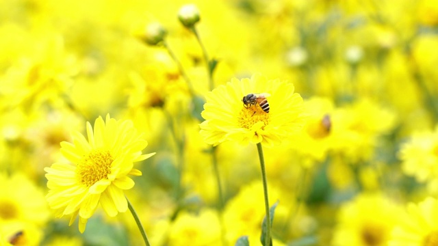 近菊黄花花粉和蜜蜂，菊花花田视频下载