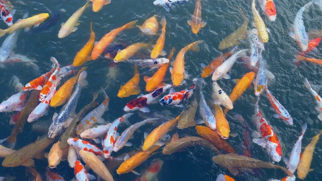 锦鲤池视频素材