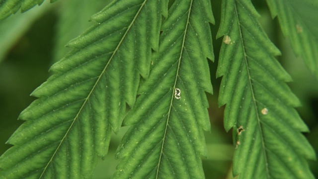 年轻和新鲜的大麻叶子特写视频素材