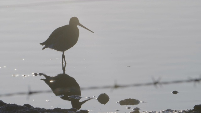 黑尾白头翁(Limosa Limosa)剪影涉水在潮汐滩上视频素材