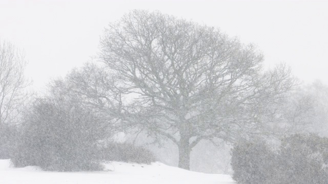 新森林地区下着大雪视频素材