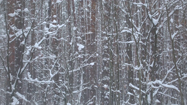 无缝视频飘落的雪花在美丽的冬季森林，自然雪。视频素材