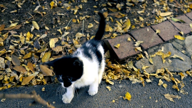 慢镜头中，顽皮的黑白小猫咪正在公园里玩树枝视频素材