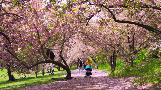 2019年5月4日，在美国纽约中央公园，一排樱花围绕着人行道，无数花瓣散落在人行道上。视频素材