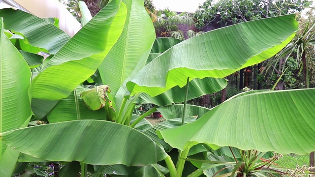 生长在海边度假胜地的热带香蕉树和绿叶在风中摇摆视频素材