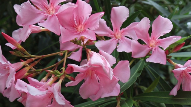 粉红龙葵、甜夹竹桃、有毒的有毒花朵盛开在夏天近距离视频素材