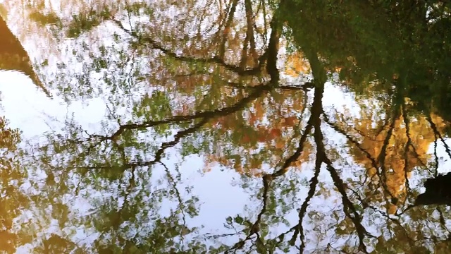 美丽的秋景，色彩斑斓的树木倒影在湖面上，微风吹拂水面，4k镜头，慢镜头。视频素材