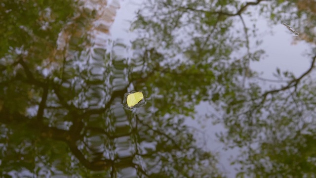 一片黄叶漂浮在平静的湖面上，水中有森林的倒影，4k镜头，秋天的概念。视频素材