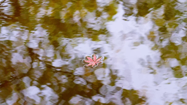 一片红色的枫叶漂浮在平静的湖面上，水中有森林的倒影，4k镜头，秋天的概念。视频素材