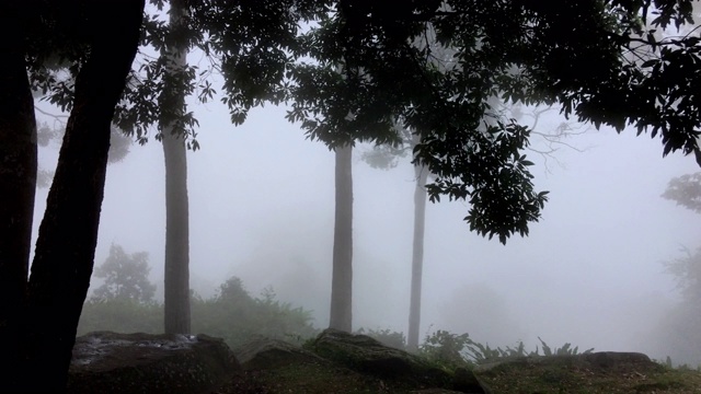 山上有冬天的森林和雾视频素材