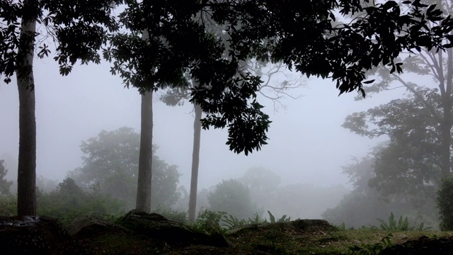 山上有冬天的森林和雾视频素材